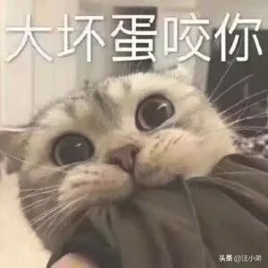 做什么事情会让猫咪讨厌你(猫最讨厌主人对他做啥)