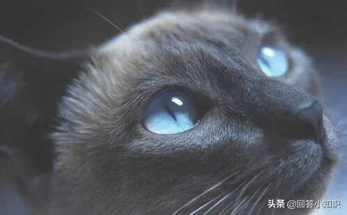 做什么事情会让猫咪讨厌你(猫最讨厌主人对他做啥)