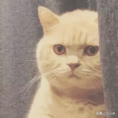 做什么事情会让猫咪讨厌你(猫最讨厌主人对他做啥)