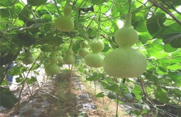 3.葫芦的种植方法