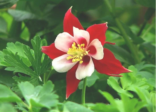 耧斗菜有哪些同属花卉(耧斗菜和大花耧斗菜区别)