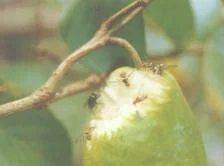 种植的葫芦如何预防果蝇（果蝇这种虫害危害很严重）