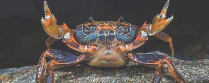 野生螃蟹的寿命有多长,野生螃蟹寿命一般