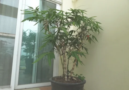 盆竹