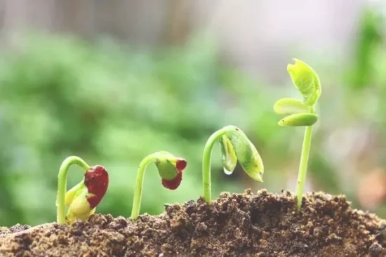 植物缺肥症状及对应的花肥沤制方法