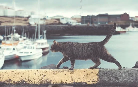 流浪猫的耳朵有豁口(流浪猫剪耳朵)