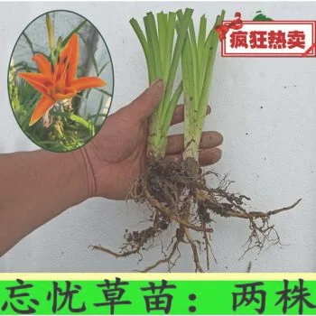 二、姜红花繁殖方法