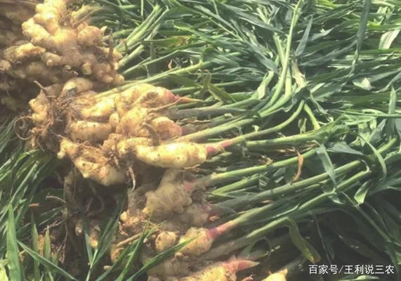 五、姜红花生长适温范围和温度控制