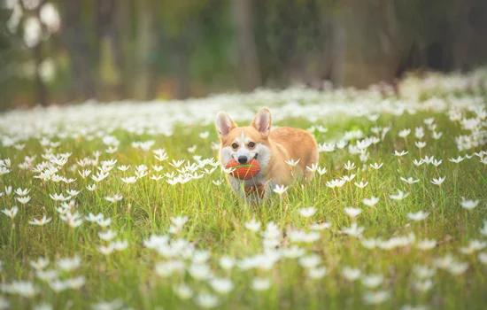 柯基犬爬楼梯危害(柯基犬可以爬楼梯吗)