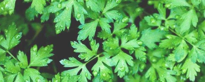 欧芹怎么吃,欧芹怎么吃有药效