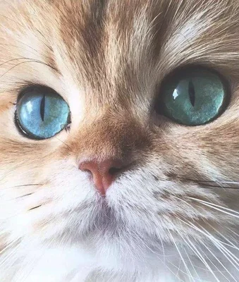 猫咪眼中的主人是怎么样的(猫眼中的主人是什么样的)