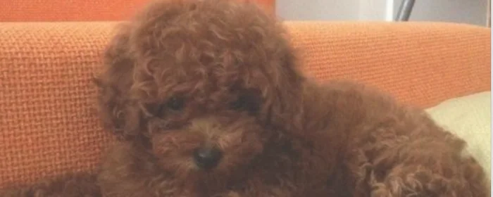 贵宾犬和泰迪的区别(巨型贵宾犬和泰迪的