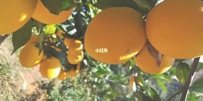 立新农场脐橙怎么种植（赣南脐橙种植技术介绍）