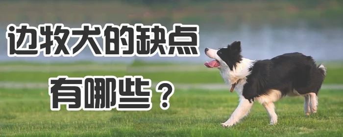 边牧犬的缺点有哪些