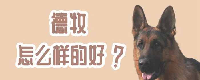 德牧怎么样的好(德牧怎么喂长得好)
