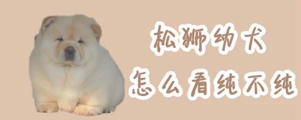 松狮幼犬怎么看纯不纯