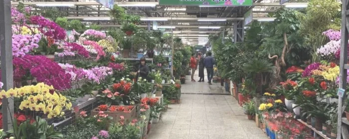 北京花卉市场批发市场在哪里