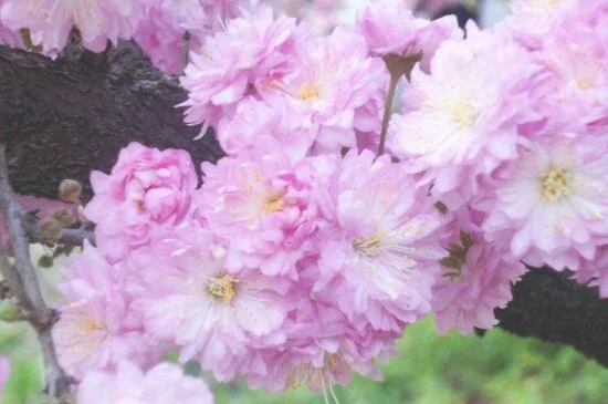 麦李与郁李的区别，花朵叶片均不同