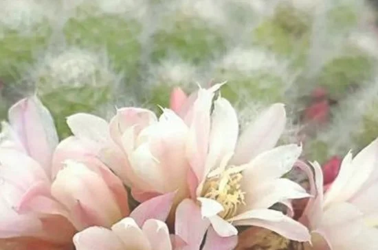 子孙球怎么浇水