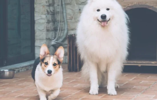 大麦町和小麦町犬区别(大麦町犬优缺点)