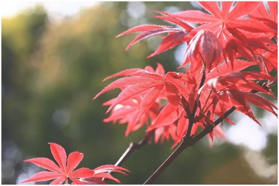 鸡爪槭的养殖方法(鸡爪槭种植方法)