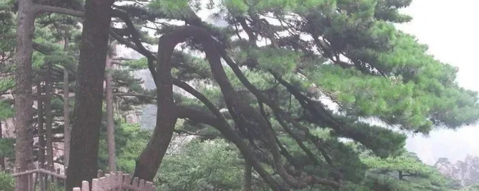 不老松的养殖方法和注意事项
