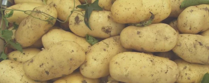 土豆怎么放才不发芽