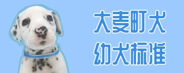 大麦町犬幼犬标准(大麦町犬好养吗)