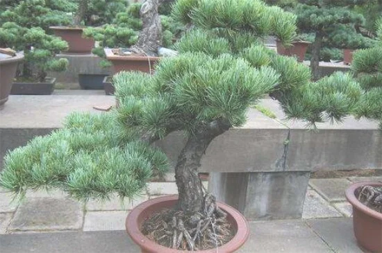 雪松有什么价值作用，美化环境防尘减噪