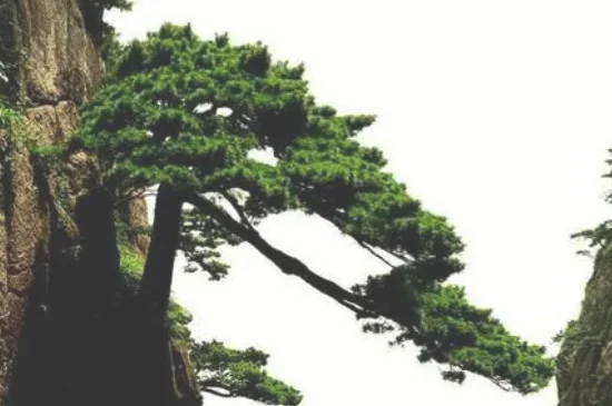 不老松的养殖方法和注意事项