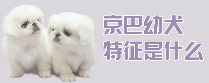 京巴幼犬特征是什么