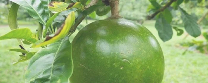 西瓜树结的西瓜能吃吗,西瓜树上会不会结西瓜?