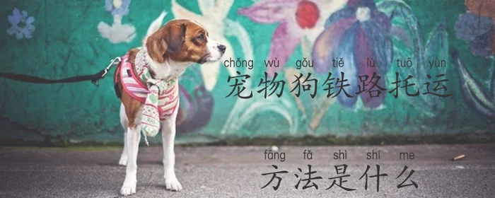 宠物狗铁路托运方法是什么(铁路托运宠物