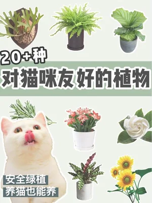 家里有猫咪可以养什么植物？这些小绿植不仅好养还好看!-1