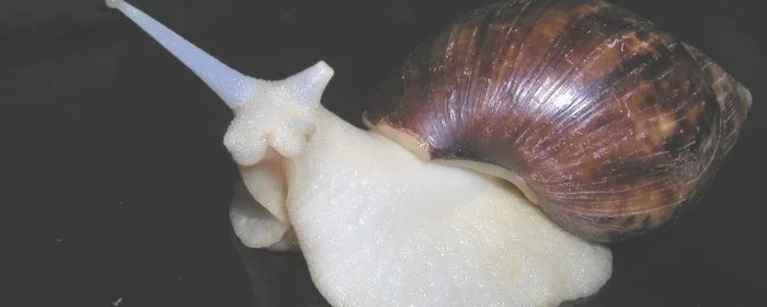 白玉蜗牛怎么吃
