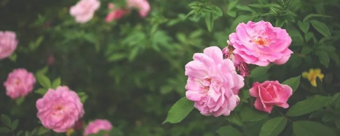 四月是什么季