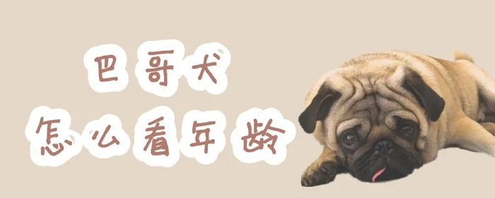 巴哥犬怎么看年龄(巴哥犬怎么看年龄牙齿)