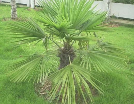 棕榈生长好坏的关键是什么(棕榈树的生长特点及外形特点)