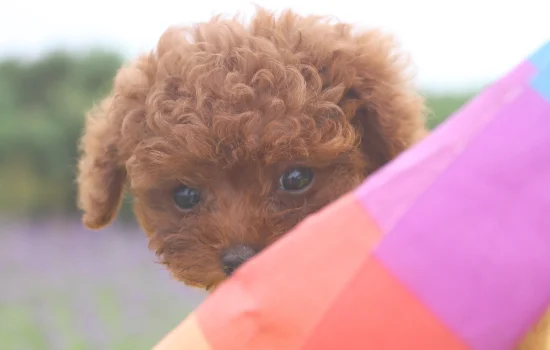 贵宾的毛怎么拉直(贵宾犬的毛是卷的吗)