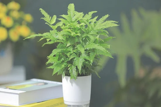 绿地球几天浇一次水