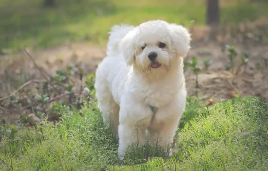 养比熊犬一年费用多少(真后悔养了比熊)