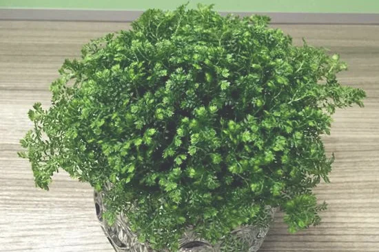 绿地球几天浇一次水