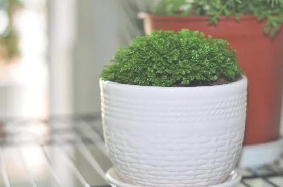 绿地球几天浇一次水