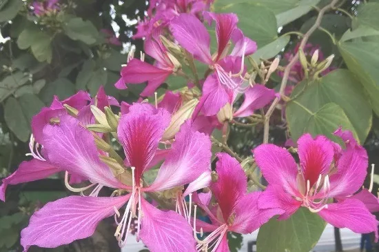 羊蹄甲是不是紫荆花