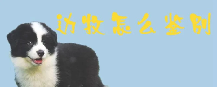 边牧怎么鉴别(怎么看是不是边牧)