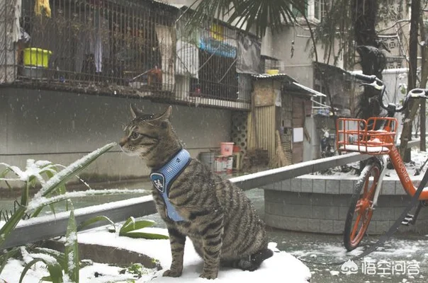 请问哪种品种的猫颜值高，性格也温顺呢(什么品种猫性格好)