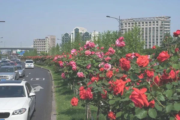 花g是哪个城市