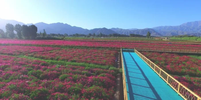 彩山花海在哪里