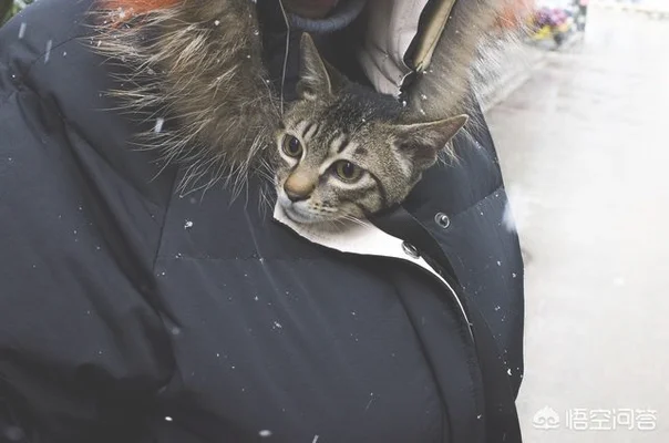 请问哪种品种的猫颜值高，性格也温顺呢(什么品种猫性格好)