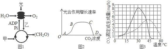 三、光照和温度